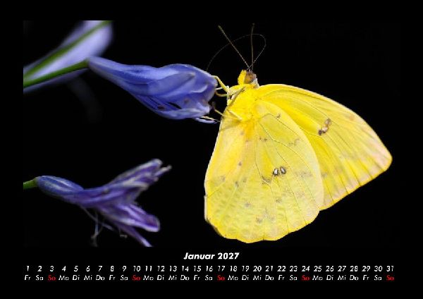 Bunte Pracht der Schmetterlinge 2027 Fotokalender DIN A3