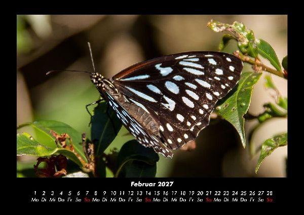 Bunte Pracht der Schmetterlinge 2027 Fotokalender DIN A3