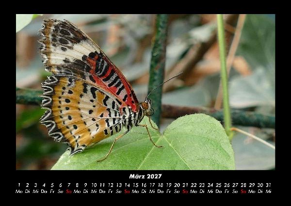 Bunte Pracht der Schmetterlinge 2027 Fotokalender DIN A3
