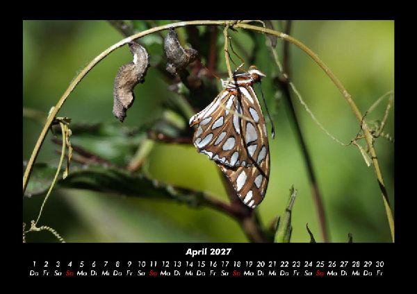 Bunte Pracht der Schmetterlinge 2027 Fotokalender DIN A3