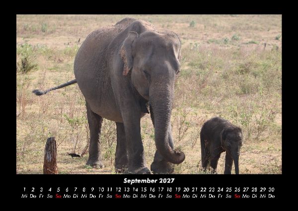 Elefanten 2027 Fotokalender DIN A3