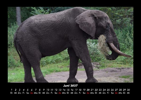 Elefanten 2027 Fotokalender DIN A3