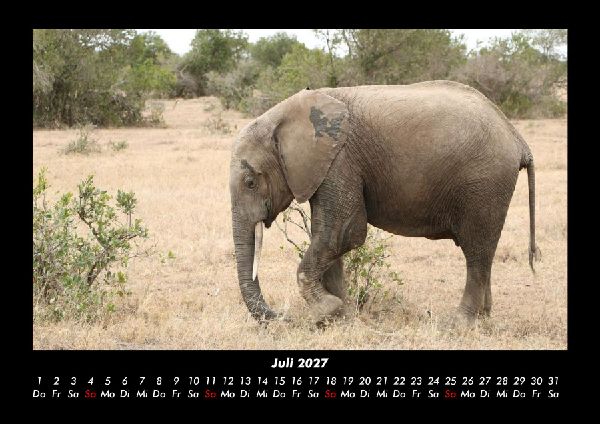 Elefanten 2027 Fotokalender DIN A3