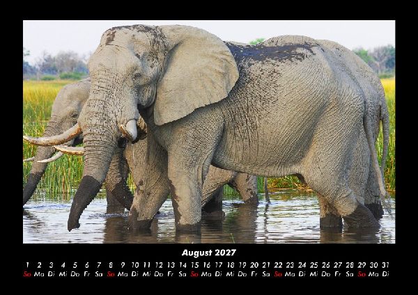 Elefanten 2027 Fotokalender DIN A3