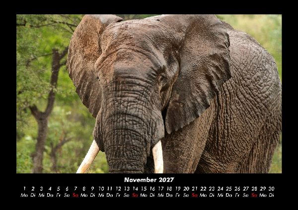 Elefanten 2027 Fotokalender DIN A3