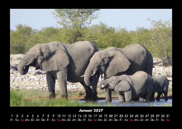 Elefanten 2027 Fotokalender DIN A3