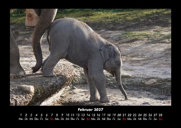 Elefanten 2027 Fotokalender DIN A3