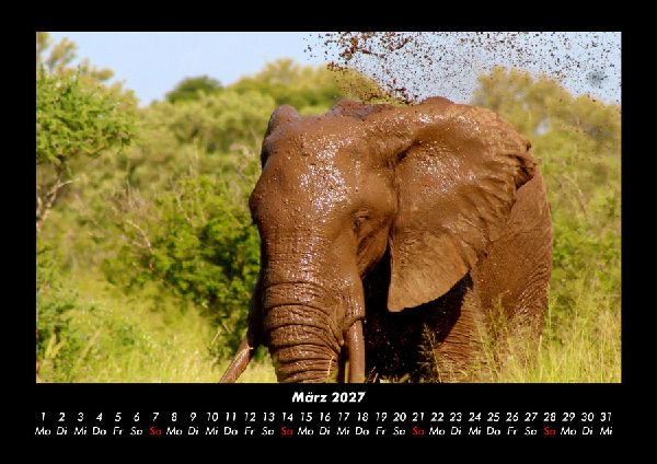 Elefanten 2027 Fotokalender DIN A3