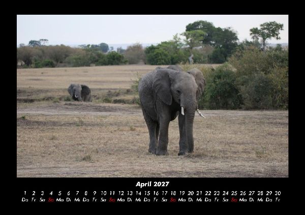 Elefanten 2027 Fotokalender DIN A3