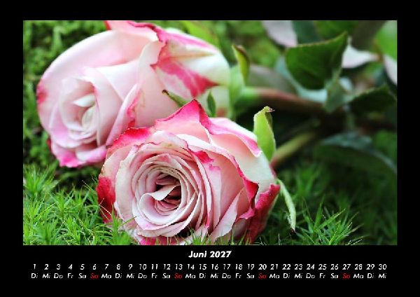 Rosen-Kalender 2027 Fotokalender DIN A3