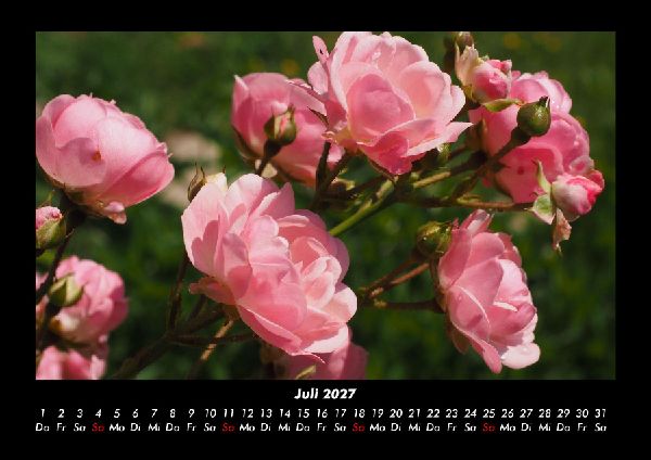 Rosen-Kalender 2027 Fotokalender DIN A3