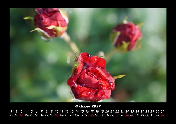 Rosen-Kalender 2027 Fotokalender DIN A3