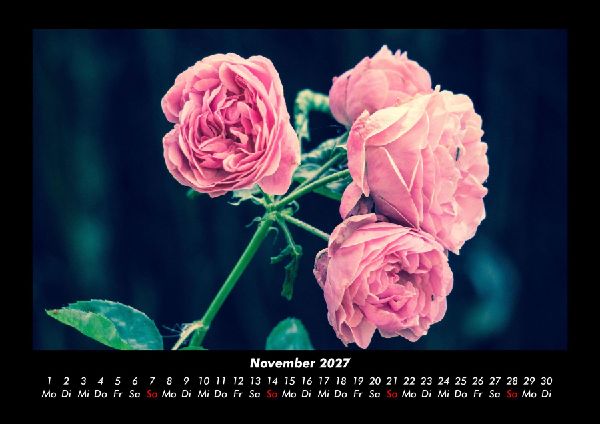 Rosen-Kalender 2027 Fotokalender DIN A3
