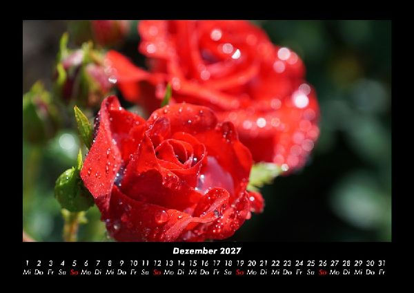 Rosen-Kalender 2027 Fotokalender DIN A3