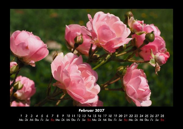 Rosen-Kalender 2027 Fotokalender DIN A3
