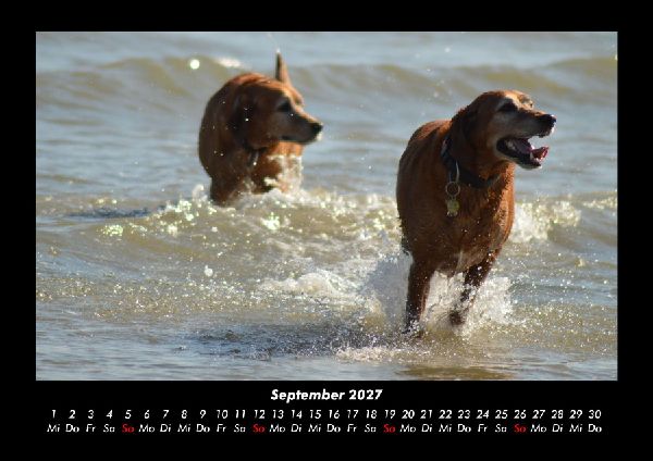 Hundezauber 2027 Fotokalender DIN A3
