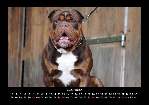 Hundezauber 2027 Fotokalender DIN A3