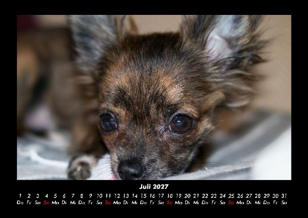 Hundezauber 2027 Fotokalender DIN A3