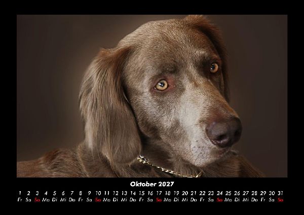 Hundezauber 2027 Fotokalender DIN A3