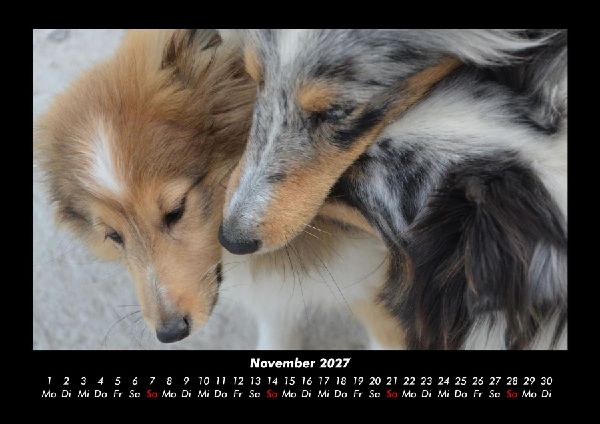 Hundezauber 2027 Fotokalender DIN A3