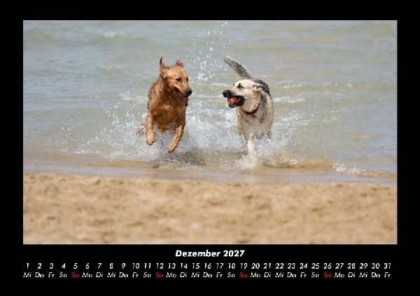 Hundezauber 2027 Fotokalender DIN A3