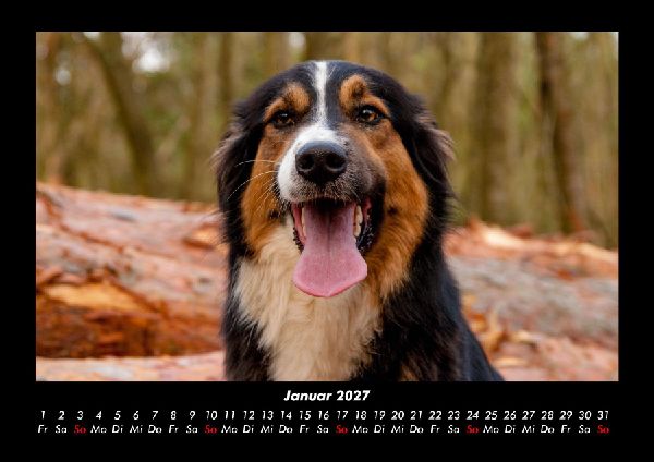 Hundezauber 2027 Fotokalender DIN A3