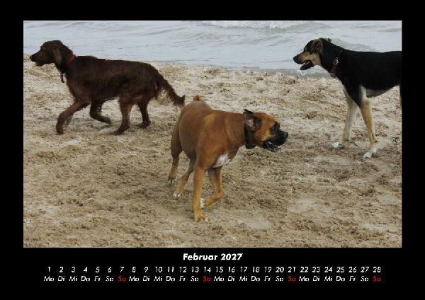 Hundezauber 2027 Fotokalender DIN A3