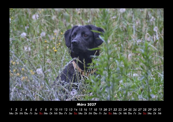 Hundezauber 2027 Fotokalender DIN A3