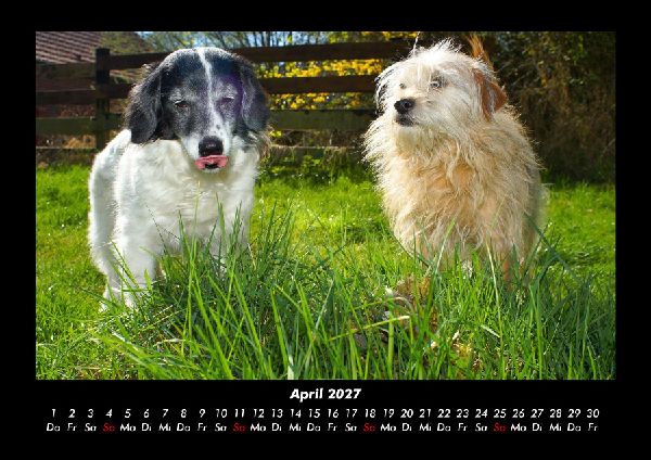 Hundezauber 2027 Fotokalender DIN A3