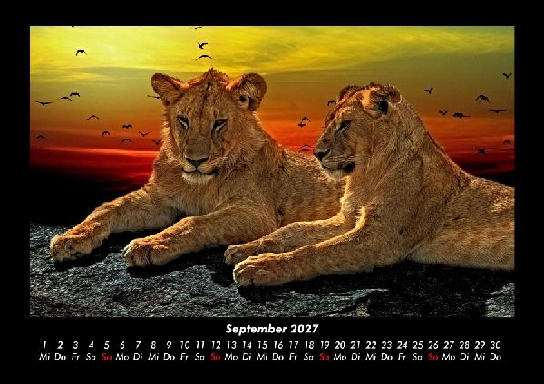 Löwen in der Wildnis 2027 Fotokalender DIN A3