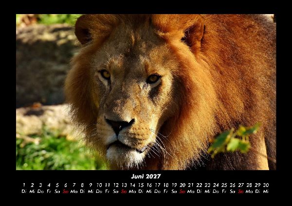 Löwen in der Wildnis 2027 Fotokalender DIN A3