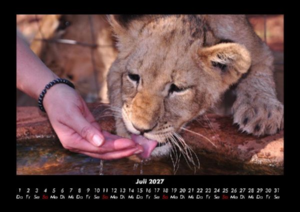 Löwen in der Wildnis 2027 Fotokalender DIN A3