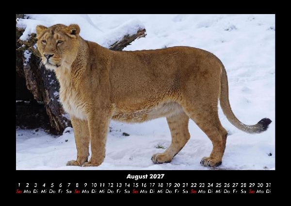 Löwen in der Wildnis 2027 Fotokalender DIN A3