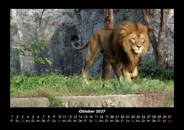 Löwen in der Wildnis 2027 Fotokalender DIN A3