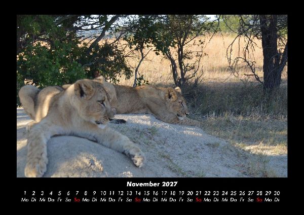 Löwen in der Wildnis 2027 Fotokalender DIN A3