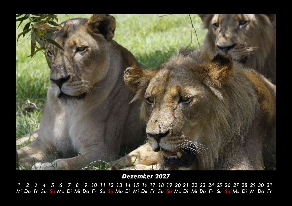 Löwen in der Wildnis 2027 Fotokalender DIN A3