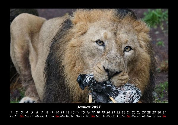 Löwen in der Wildnis 2027 Fotokalender DIN A3