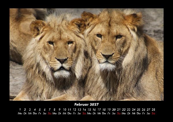 Löwen in der Wildnis 2027 Fotokalender DIN A3