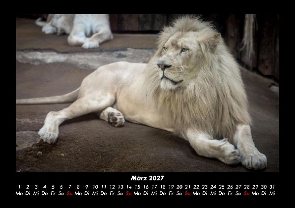 Löwen in der Wildnis 2027 Fotokalender DIN A3