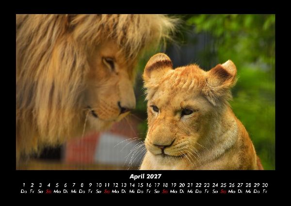 Löwen in der Wildnis 2027 Fotokalender DIN A3