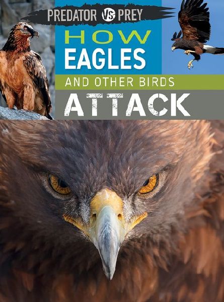 How Eagles and Other Birds Attack