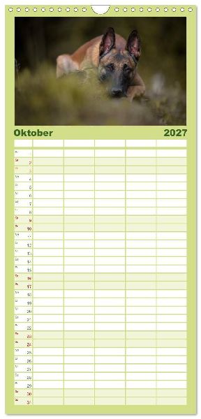 Familienplaner 2027 - Belgischer Schäferhund - Der Malinois mit 5 Spalten (Wandkalender, 21 x 45 cm) CALVENDO