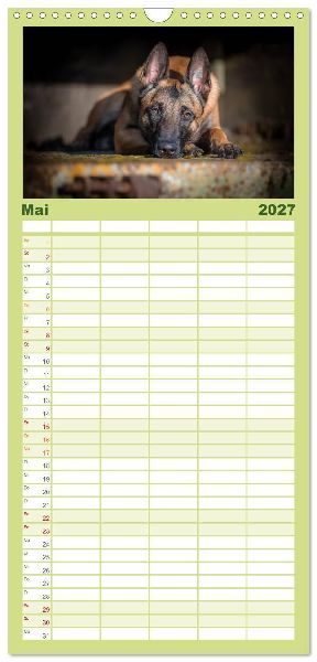 Familienplaner 2027 - Belgischer Schäferhund - Der Malinois mit 5 Spalten (Wandkalender, 21 x 45 cm) CALVENDO