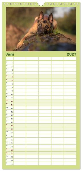 Familienplaner 2027 - Belgischer Schäferhund - Der Malinois mit 5 Spalten (Wandkalender, 21 x 45 cm) CALVENDO