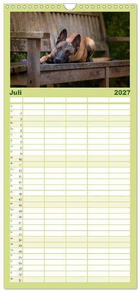 Familienplaner 2027 - Belgischer Schäferhund - Der Malinois mit 5 Spalten (Wandkalender, 21 x 45 cm) CALVENDO