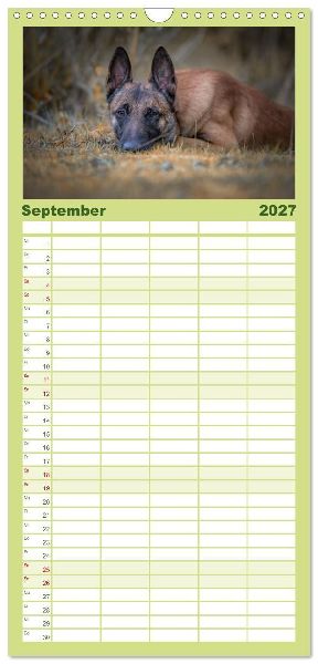 Familienplaner 2027 - Belgischer Schäferhund - Der Malinois mit 5 Spalten (Wandkalender, 21 x 45 cm) CALVENDO