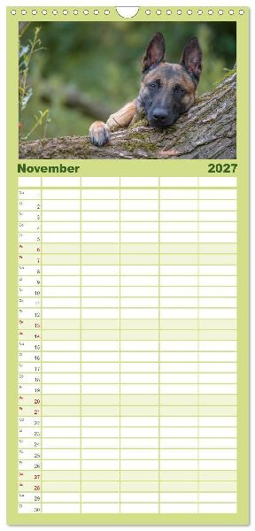 Familienplaner 2027 - Belgischer Schäferhund - Der Malinois mit 5 Spalten (Wandkalender, 21 x 45 cm) CALVENDO