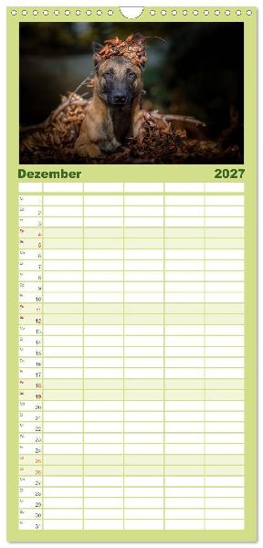 Familienplaner 2027 - Belgischer Schäferhund - Der Malinois mit 5 Spalten (Wandkalender, 21 x 45 cm) CALVENDO