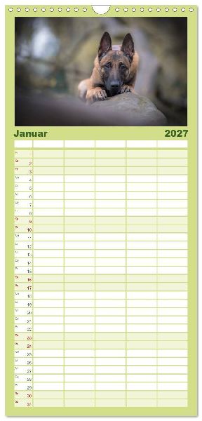 Familienplaner 2027 - Belgischer Schäferhund - Der Malinois mit 5 Spalten (Wandkalender, 21 x 45 cm) CALVENDO