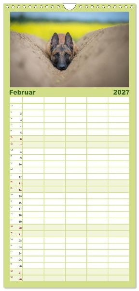 Familienplaner 2027 - Belgischer Schäferhund - Der Malinois mit 5 Spalten (Wandkalender, 21 x 45 cm) CALVENDO